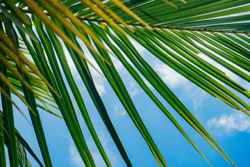 closeup of coconut palm leaves with fresh color of blue sky background