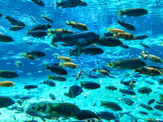 Fototapeta na wymiar Under the sea with lots of fishes swimming. Different species of tropical fish and coral under clear water