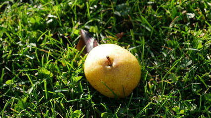 pear on the ground