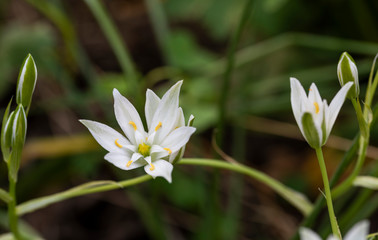 ornithogalum umbellatum