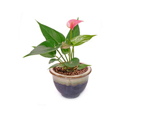 Anthurium flower in pot isolated on white background. Anthurium is a flowering plants. General common names include anthurium, tailflower, flamingo flower, and laceleaf.