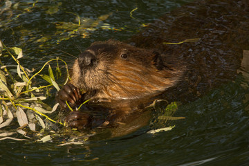 The Eurasian beaver (Castor fiber) .
