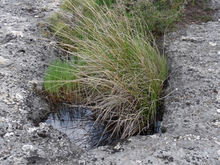 grasbüschel die in felslöchern wachsen die den regen auffangen