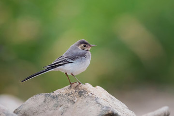 Young white wagtail, Motacilla alba, sitting on a rock near a river. Portrait of a young common songbird with long tail and black and white feather. Intimate portrait of a cute little bird.