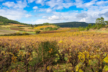 Fototapeta na wymiar Agricultural fields with grapes after harvest. France