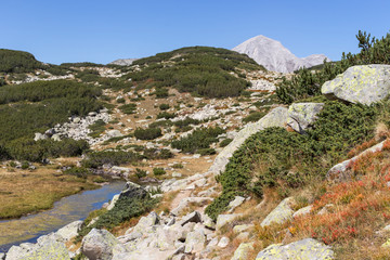Fototapeta na wymiar landscape with mountain river, Pirin Mountain, Bulgaria
