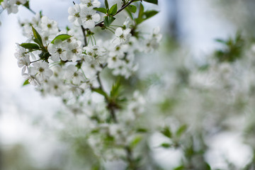 Garden in spring time. Closeup view of cherry or apple blossom. Little green leaves and white flowers of cherry tree. Concept of beautiful background. Horizontal wallpaper