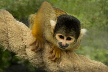 Obraz premium The Black-capped squirrel monkey (Saimiri boliviensis).