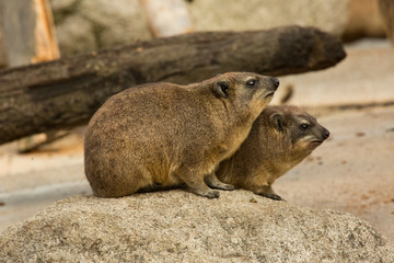 The Rock hyrax (Procavia capensis).