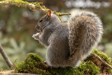 Eastern gray squirrel, known as the grey squirrel is native animal  to eastern North America