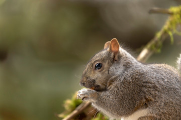 Eastern gray squirrel, known as the grey squirrel is native animal  to eastern North America