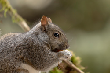 Naklejka na ściany i meble Eastern gray squirrel, known as the grey squirrel is native animal to eastern North America