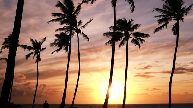 Silhouette Of Palm Trees At Sunset With Man Walking Through