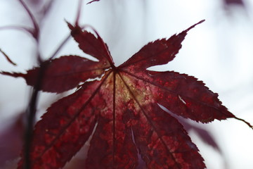 red maple leaf