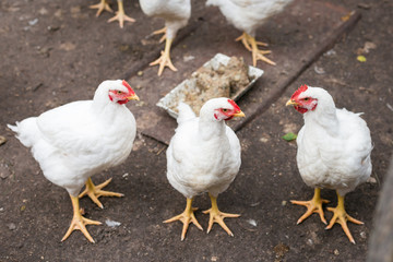 Three white broiler chicken 