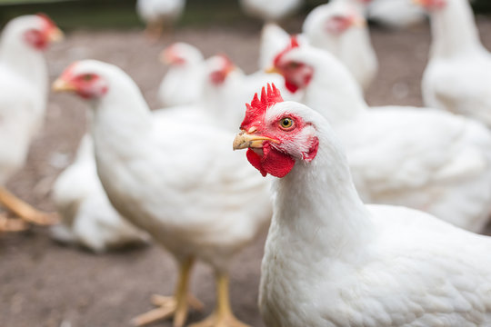 White Chicken Images – Browse 1,360,007 Stock Photos, Vectors, and Video |  Adobe Stock
