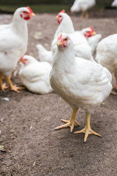 White broiler chicken 