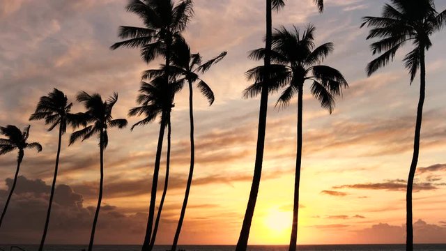 Palm Trees Swaying During A Sunset