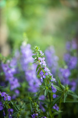 Obraz premium The background image of the colorful flowers
