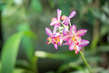 The background image of the colorful flowers