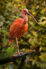 The Scarlet ibis (Eudocimus ruber).