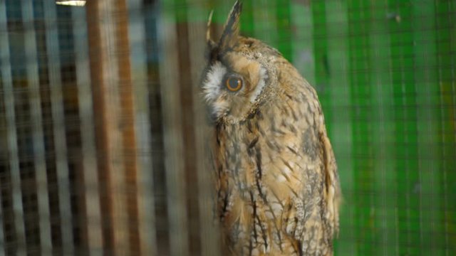 Snowy owl in a cage in a zoo