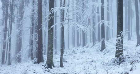 Lovely snow falling in winter season foggy forest scene. - Powered by Adobe
