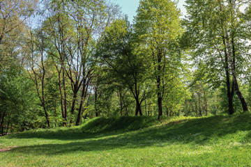 green grassy lawn on a hump in the park. wonderful sunny weather in springtime