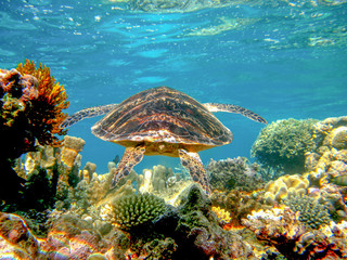 Fototapeta na wymiar Australian turtle