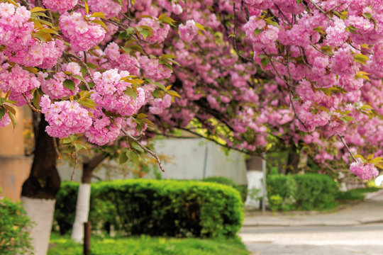 cherry blossom on the streets of uzhgorod. beautiful springtime nature background. close up of blooming twigs of sakura trees. wonderful color combination of pink flowers and green foliage