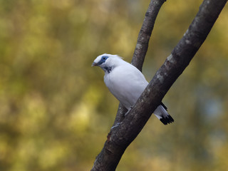Close-up of a white bird on a branch against blurred green background