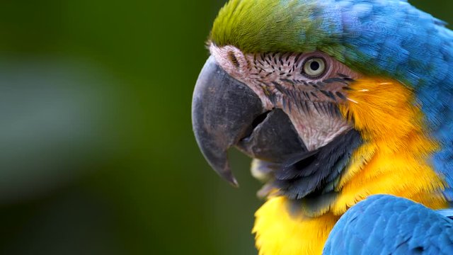 Extreme close up of a Blue and Yellow Macaw gazing with expressive face