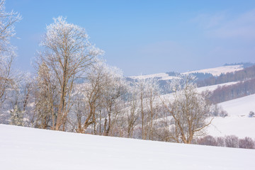 trees in hoarfrost on snow covered meadow. sunny forenoon of mountainous landscape. hazy atmosphere with blue sky. calm winter nature scenery. beautiful countryside