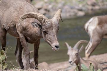 Rocky Mountain Big Horn Sheep living high in the Rocky Mountains of Colorado USA