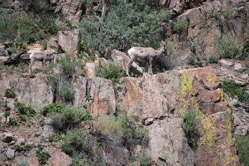 Rocky Mountain Big Horn Sheep living high in the Rocky Mountains of Colorado USA