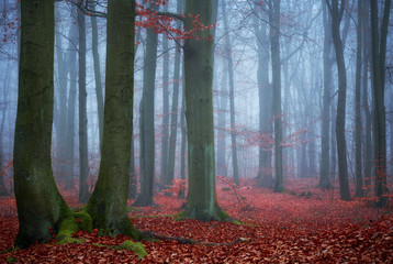 Dark forest covered with fog