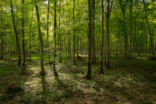 sous-bois de for&ecirc;t normande
