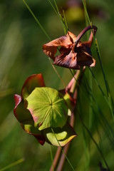 Dried pitcher plant flower