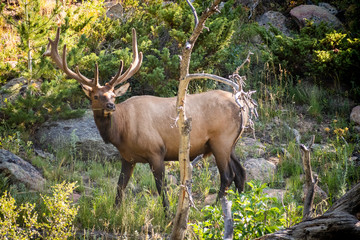 Naklejka na ściany i meble A Large Bull Elk in the forest