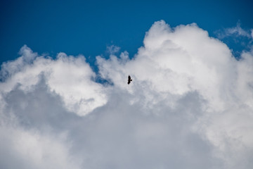 Beautiful Clouds in a clear blue sky