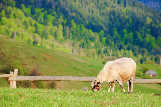 fluffy goat grazing on a mountain meadow. fresh green grass near the wooden fence. distant ridge with snow capped tops. beautiful rural scenery on a sunny springtime evening. 