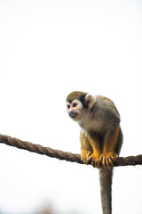 Cute Squirrel Monkey Relaxing and Looking Around
