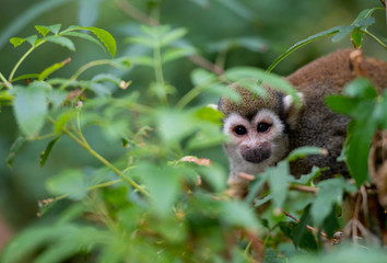 Cute Squirrel Monkey Relaxing and Looking Around