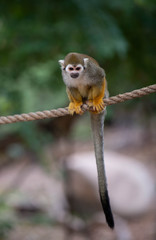 Obraz premium Cute Squirrel Monkey Relaxing and Looking Around