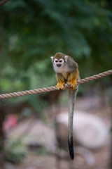 Cute Squirrel Monkey Relaxing and Looking Around