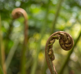 bourgeon de fougère, au jardin de balata, en Martinique