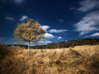 Samotne drzewo w słoneczny dzień w Beskidzie Niskim, Polska © danielszura