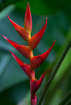 oiseau de paradis au jardin de balata, en Martinique