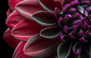 Wine Red Dahlia