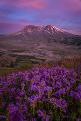 Obraz na płótnie Canvas Mt St Helens Wildflowers